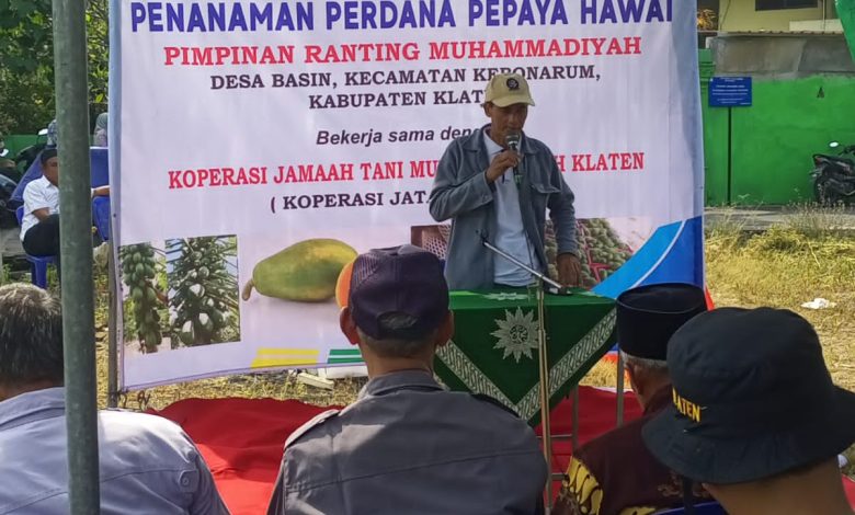 Jama'ah Tani Muhammadiyah Tanam Pepaya Hawai di Lahan Wakaf